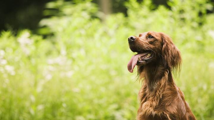 Brown Dog In Garden
